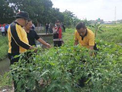 Tiada Kenal Lelah.. Kapolsek Krian Turun Langsung Cek Ketahanan Pangan di Desa Junwangi