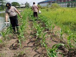 Kapolsek Krian Tinjau Perawatan Tanaman Ketahanan Pangan