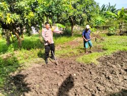 Bhabinkamtibmas Desa Jiken Tulangan Pastikan Optimalisasi Pengolahan Lahan Pangan Bergizi