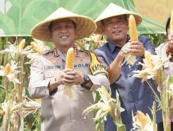 Wujudkan Swasembada Pangan, Polresta Sidoarjo Panen Raya Jagung Tahap I
