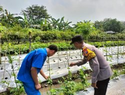 Bhabinkamtibmas Sambibulu Polsek Taman Cek Pekarangan Pangan Lestari