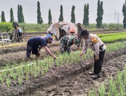Polsek Krian Optimalisasi Pengelolahan Lahan Penanaman Bawang Merah