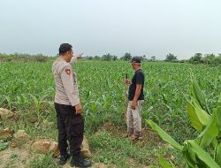 Polsek Tarik Optimalisasi Pengelolahan Lahan Jagung untuk Ketahanan Pangan
