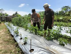 Bhabinkamtibmas Desa Sambibulu Taman, Sambang Perkembangan Tanaman P2L