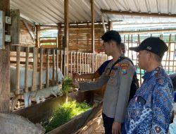 Bhabinkamtibmas Desa Janti Silaturahmi Peternak Kambing Dukung Ketahanan Pangan