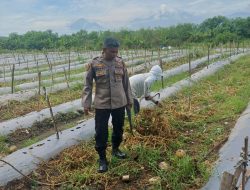 Anggota Polsek Tarik Cek Pengolahan Lahan Melon di Desa Kendalsewu
