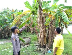 Bhabinkamtibmas Desa Kesambi Polsek Porong Optimalisasi Swasembada Pangan Mandiri