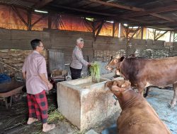 Bhabinkamtibmas Desa Simoketawang Bersama Warga Manfaatkan Lahan Kosong untuk Peternakan Sapi
