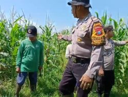 Kapolsek Balongbendo Cek Lahan Tidur Milik Bumdes untuk Ketahanan Pangan