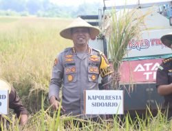 Forkopimda Sidoarjo Ikuti Panen Raya Serentak di Sawah Padi Desa Kemuning Tarik
