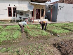 Warga Desa Pangkemiri Manfaatkan Lahan Pekarangan untuk Wujudkan Ketahanan Pangan Mandiri
