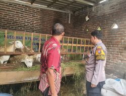Peternak Dihimbau Perhatikan Perkembangan dan Kesehatan Kambing