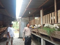 Polsek Gedangan Apresiasi Inisiatif Warga Manfaatkan Lahan Kosong untuk Peternakan Kambing