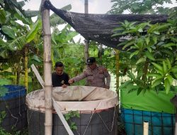 Warga Desa Trosobo Manfaatkan Lahan Kosong untuk Kolam Bioflok Pembesaran Lele