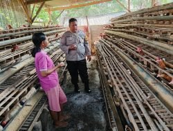 Bhabinkamtibmas Desa Lajuk Dukung Warga Tingkatkan Produksi Ayam Petelur untuk Ketahanan Pangan