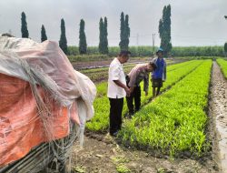 Bhabinkamtibmas Desa Gamping Bersama Perangkat Desa Tinjau Perkembangan Tanaman