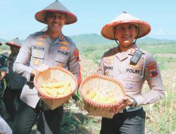 Sukseskan Ketahanan Pangan Nasional, Polres Demak Panen Jagung