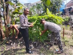 Di Tengah Patroli, Bhabinkamtibmas Sidokerto Ajak Warga Rawat Tanaman Pisang