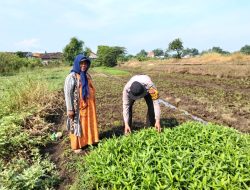 Polsek Balongbendo Patroli Ketahanan Pangan