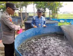 Cek Budidaya Ikan Lele untuk Optimalkan Program Ketahanan Pangan Sidoarjo