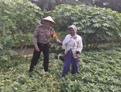 Bhabinkamtibmas Karangpuri Polsek Wonoayu Ajak Warga Rawat Tanaman Singkong di Lahan P2B