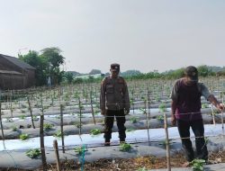 Polsek Tarik Sambang Ketahanan Pangan Desa Mergosari di Lahan Semangka