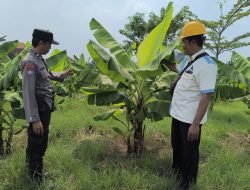 Bhabinkamtibmas dan Bumdes Sidodadi Taman Tinjau Pengelolaan Lahan