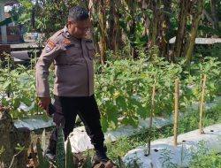 Polsek Wonoayu Tinjau Perkembangan Lahan Ketahanan Pangan Bergizi Cabai dan Terong di Desa Pilang
