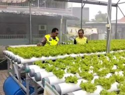 Ubah Lahan Kosong Jadi Green House untuk Ketahanan Pangan Desa Kletek