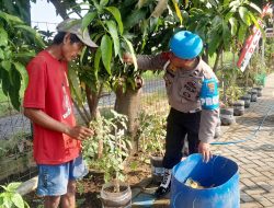 Bhabinkamtibmas Desa Ponokawan Rawat Tanaman Terong, Dukung Ketahanan Pangan 