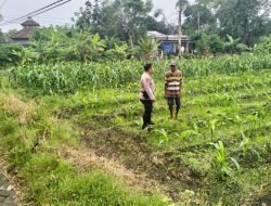 Bhabinkamtibmas Desa Gamping Bersama Warga Rawat Lahan Jagung