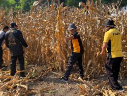 Polsek Balongbendo Gelar Pembersihan Lahan untuk Penanaman Jagung Serentak