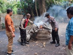 Polsek Balongbendo Tindaklanjuti Aduan Warga, Datangi Arena Judi Sabung Ayam