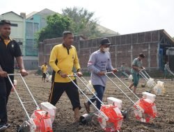 Polresta Sidoarjo Bersama Santri Bumi Sholawat Tanam Jagung