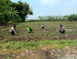 Polsek Balongbendo Olah Lahan Tidur di Pesantren Jadi Produktif