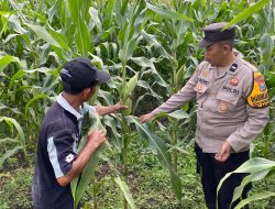Polsek Balongbendo Masifkan Program Ketahanan Pangan Polresta Sidoarjo