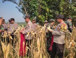 Forkopimka Krembung Panen Jagung di Desa Lemujut Krembung 