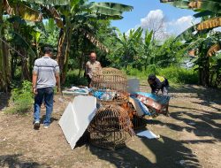 Gerak Cepat Polsek Sedati Membubarkan Arena Perjudian Sabung Ayam