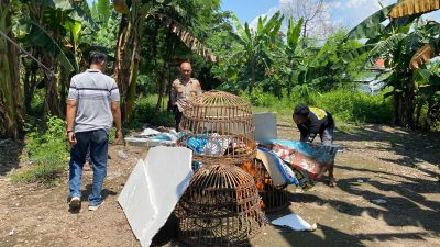 Gerak Cepat Polsek Sedati Membubarkan Arena Perjudian Sabung Ayam