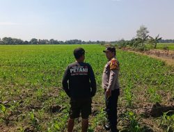 Polsek Tarik Mendukung Program Ketahanan Pangan