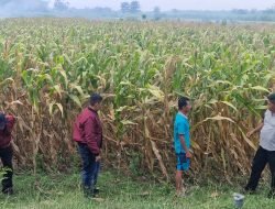 Program Ketahanan Pangan Lewat Pendampingan Panen Jagung
