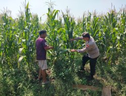 Polsek Prambon  Pantau Perkembangan Tanaman Jagung