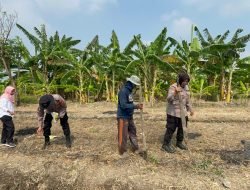 Kanit Binmas Polsek Gedangan Optimalkan Tanaman Jagung di Desa Punggul