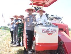 Panen Raya Jagung Kuartal III Serentak di Balongbendo