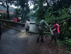 Hujan Deras Disertai Angin Kencang Sebabkan Pohon Besar Tumbang Menutupi Jalan Utama