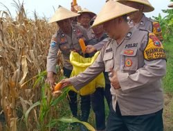 Petani Gelar Panen Jagung Bersama Polsek Tulangan di Lahan Produktif 