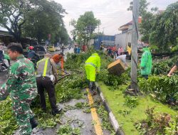 Gerak Cepat Polsek Buduran Tangani Pohon Tumbang Timpa Mobil