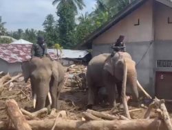 Sinergi Polri dan BKSDA: Gajah Dikerahkan Bersihkan Material Banjir di Pidie Jaya