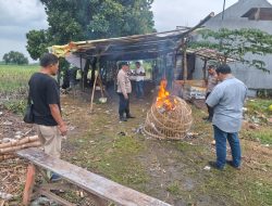Tiba Di Lokasi Sabung Ayam Polsek Tulangan Hanya Ditemukan Arena Sabung
