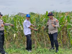 Sinergitas Dukung Ketahanan Pangan Melalui Tanam Jagung di Desa Seduri